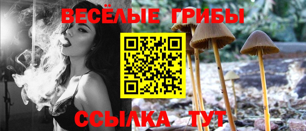 Псилоцибиновые грибы Psilocybe  Кингисепп  Псилоцибиновые грибы Magic Shrooms 