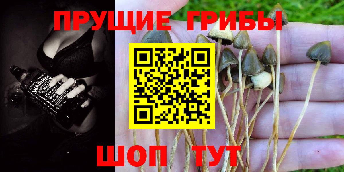 Галлюциногенные грибы прущие грибы Кингисепп