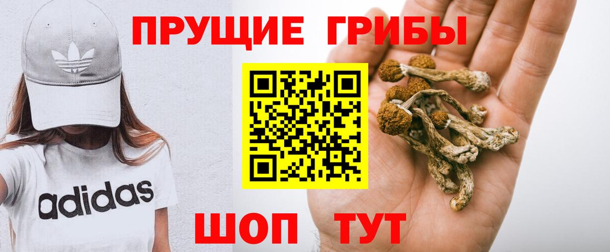 Галлюциногенные грибы Psilocybe Кингисепп